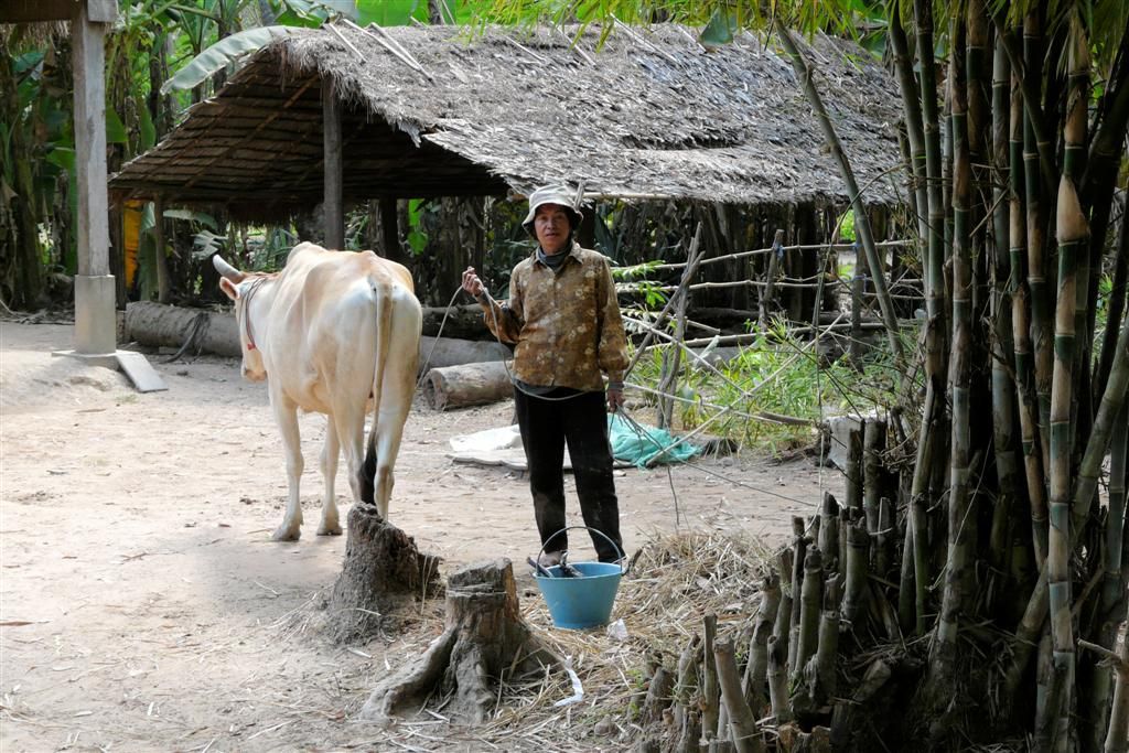 CAMBODJA - SIEM REAP - vrouw die koe uitlaat