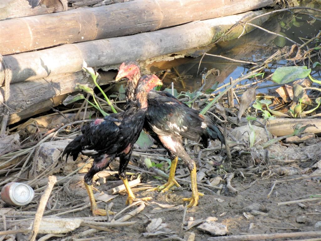 CAMBODJA - SIEM REAP - hanengevecht