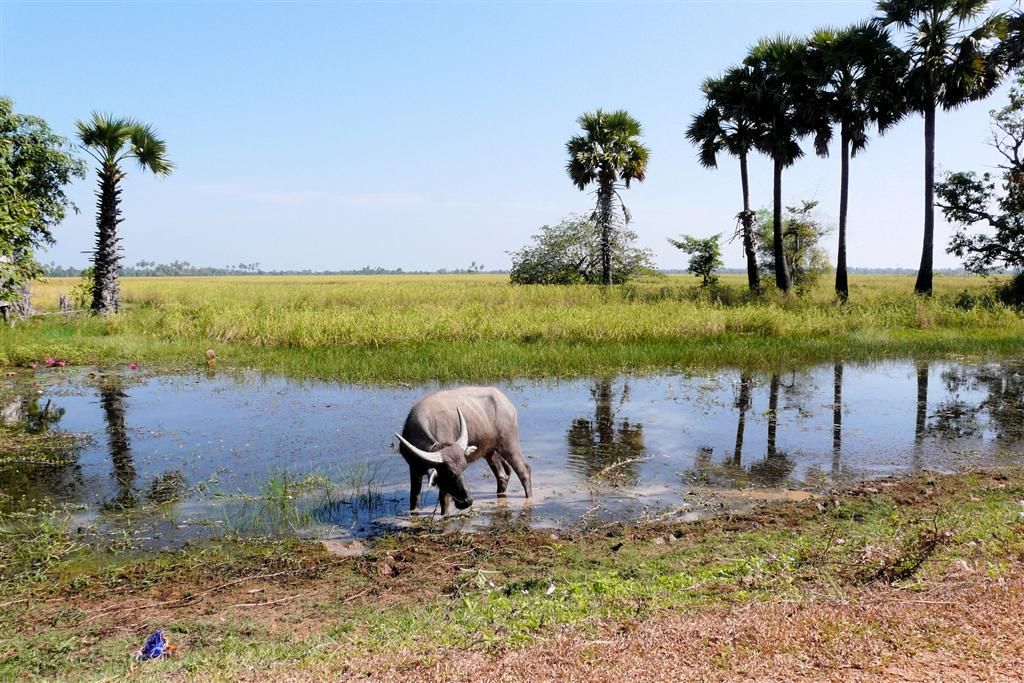 CAMBODJA - SIEM REAP -> PHNOM PENH - waterbuffel tijdens een stop