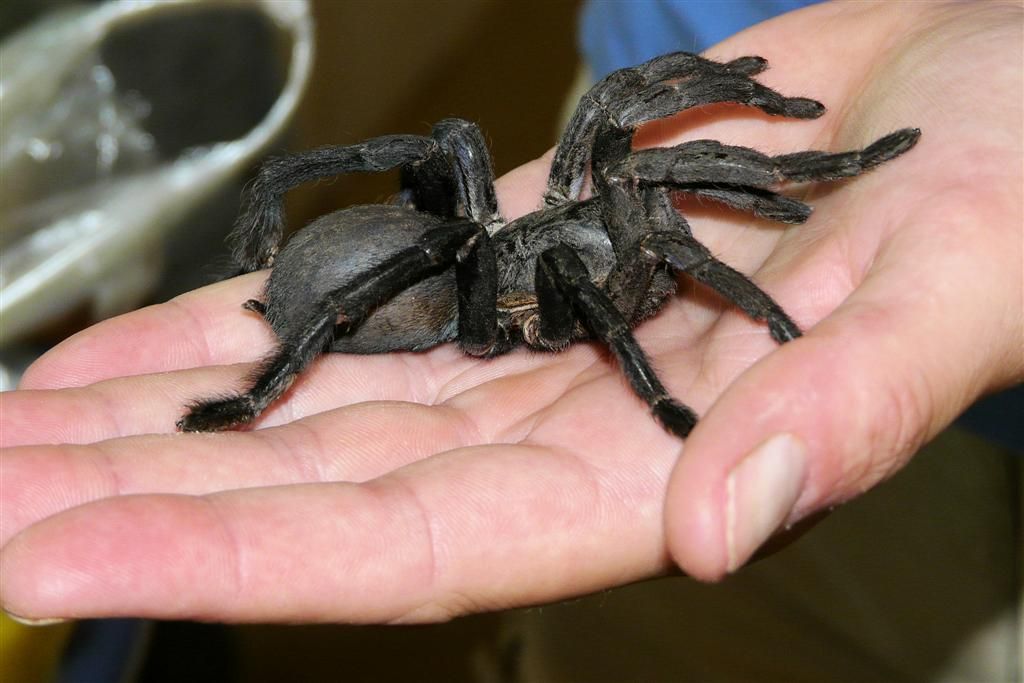 CAMBODJA - SIEM REAP -> PHNOM PENH - levende tarantula spin