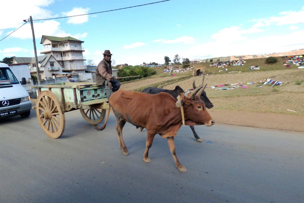 AMBATOLAMPY -> ANKAZONDRANO - een Malagassiërs onderweg met een zeboe kar