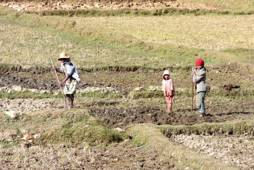 ANTSIRABE -> BETAFO - enkele Malagassiërs aan het werk op het land
