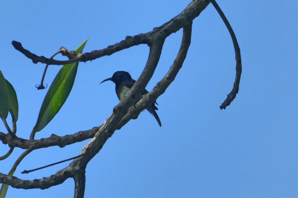 ÎLE AUX NATTES - een Souimangahoningvogel