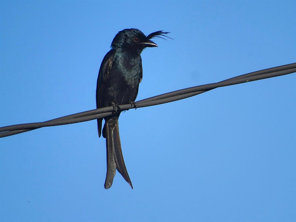 ÎLE SAINTE-MARIE - een kuifdrongo