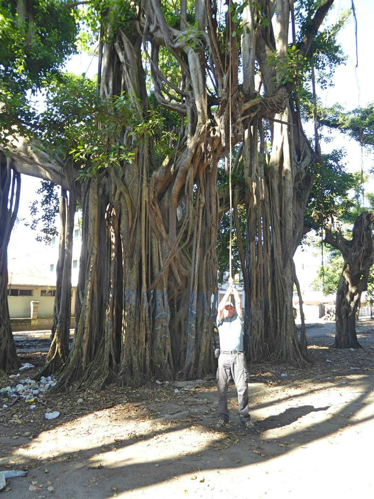 TOAMASINA - Carlos die aan een wortel hangt van een banyan boom