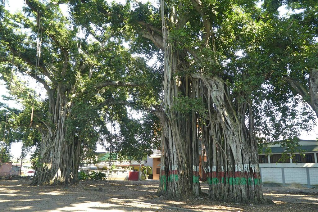 TOAMASINA - enkele banyan bomen