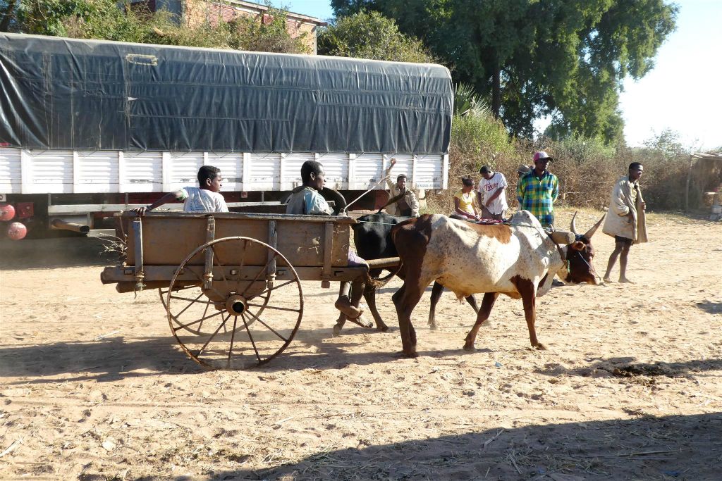 MASIAKAMPY - enkele Malagassiërs onderweg met een zeboe kar