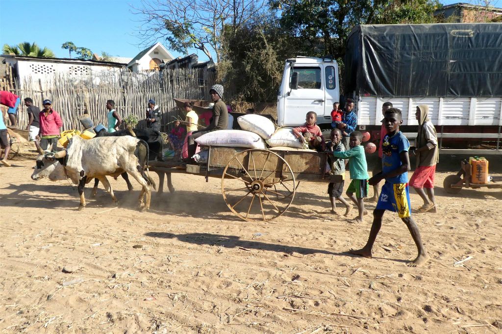 MASIAKAMPY - enkele Malagassiërs onderweg met een zeboe kar