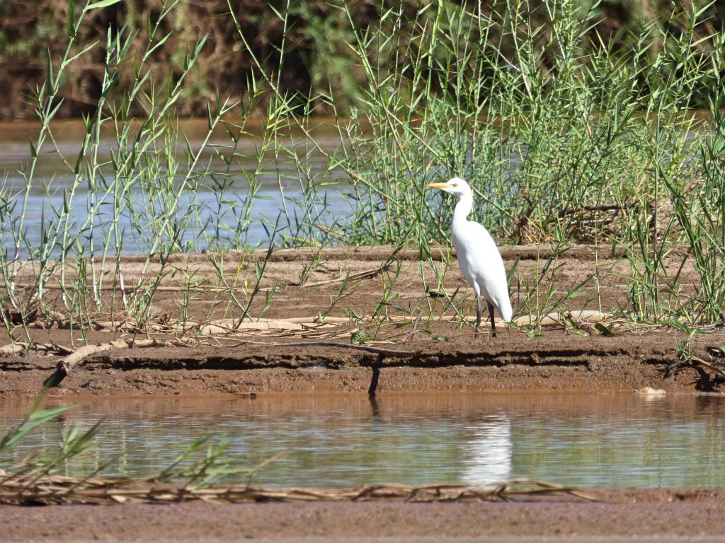 BEGIDRO - een witte reiger