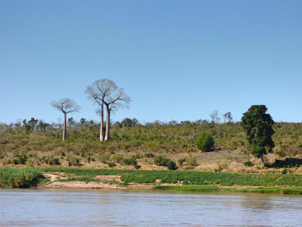 BEREVO - enkele baobab bomen in het landschap