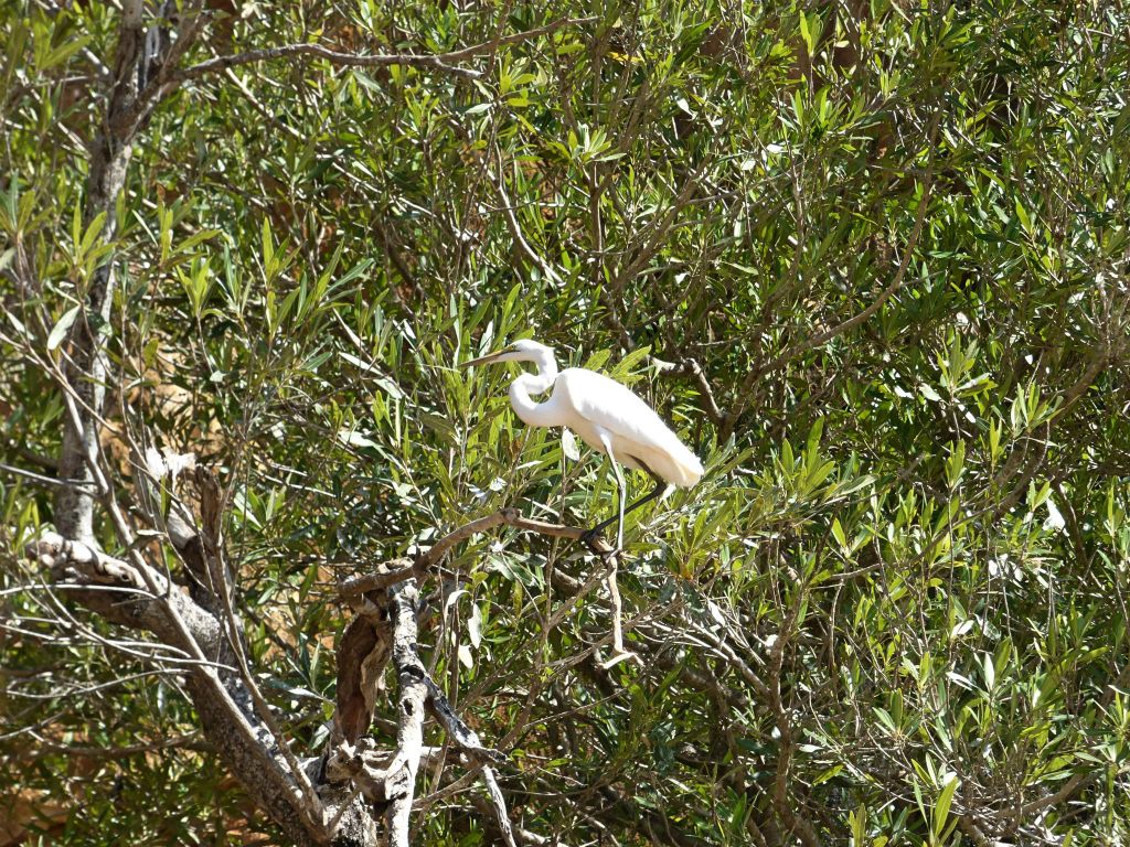 BEREVO - een grote zilverreiger