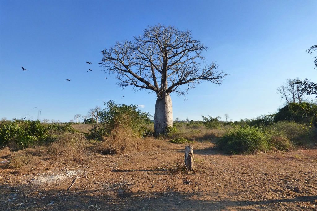 TSARAOTA - een baobab boom