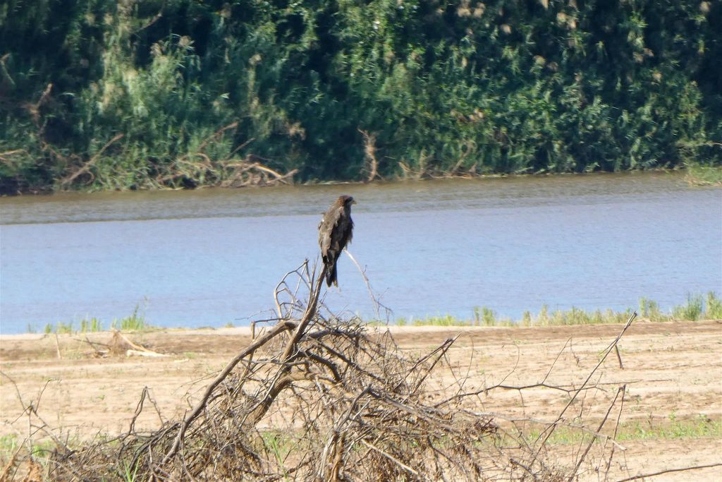 TSARAOTA - een roofvogel
