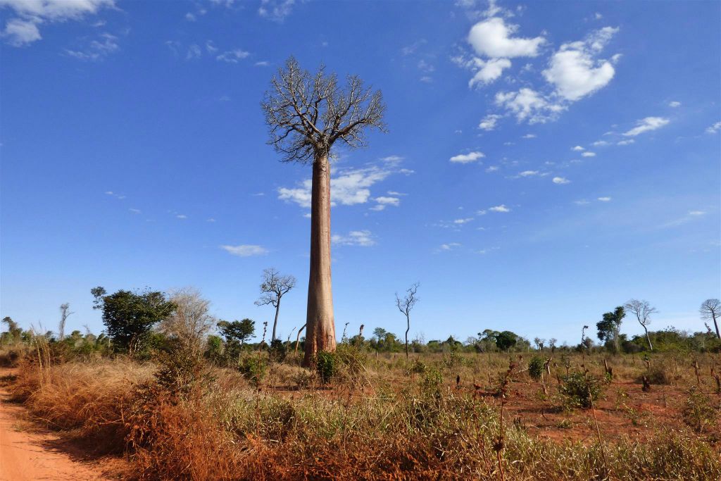 ANTAPAKA - een baobab boom