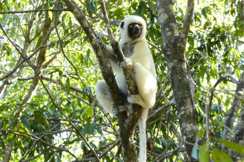 ANKILIMANINTSY (TSINGY DE BEMARAHA NATIONAL PARK) - een von der Deckens sifaka