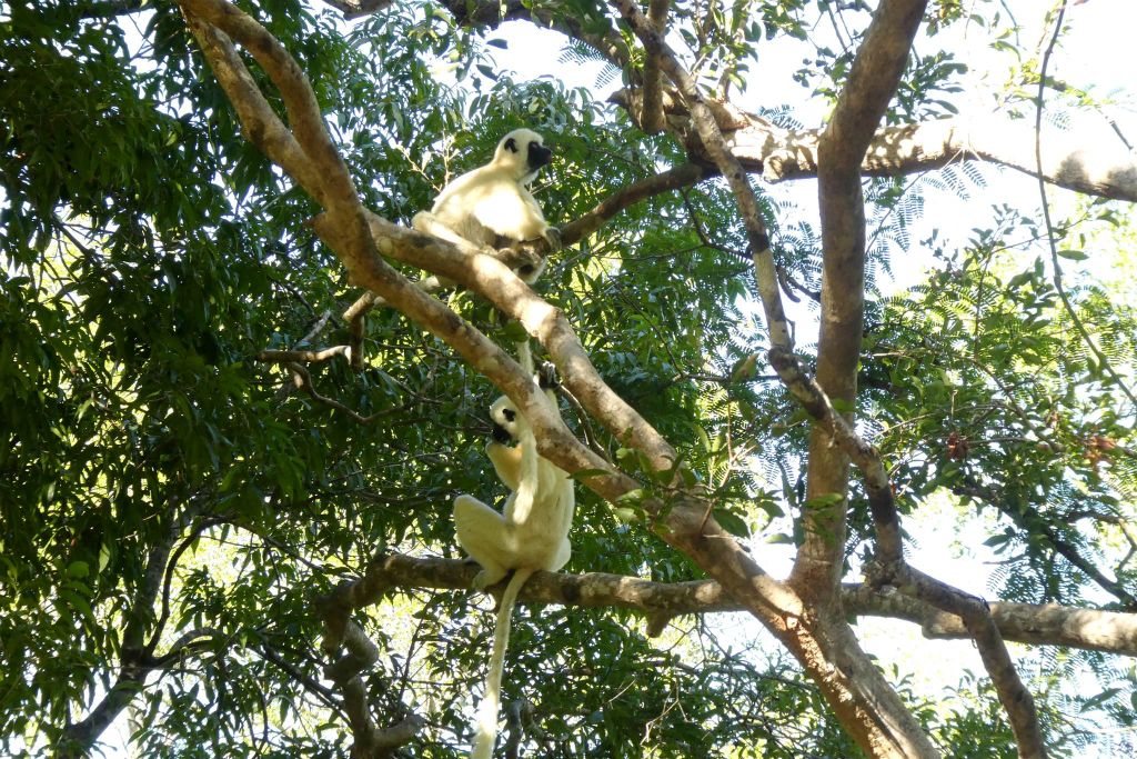 ANKILIMANINTSY (TSINGY DE BEMARAHA NATIONAL PARK) - een aantal von der Deckens sifaka's