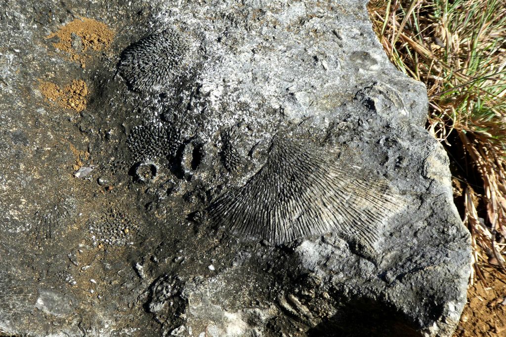 ANKILIMANINTSY (TSINGY DE BEMARAHA NATIONAL PARK) - enkele fossielen