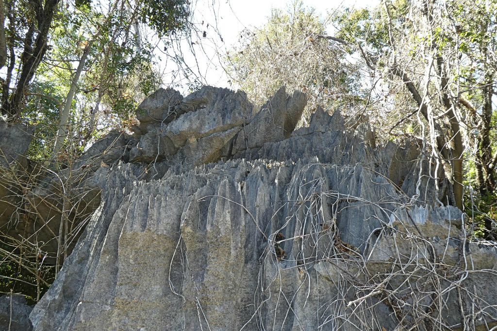 ANKILIMANINTSY (TSINGY DE BEMARAHA NATIONAL PARK) - het karstlandschap in het natuurreservaat