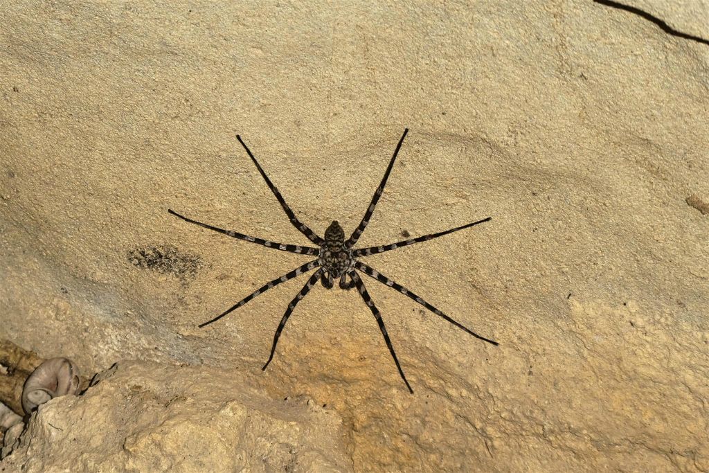 ANKILIMANINTSY (TSINGY DE BEMARAHA NATIONAL PARK) - een spin in het natuurreservaat