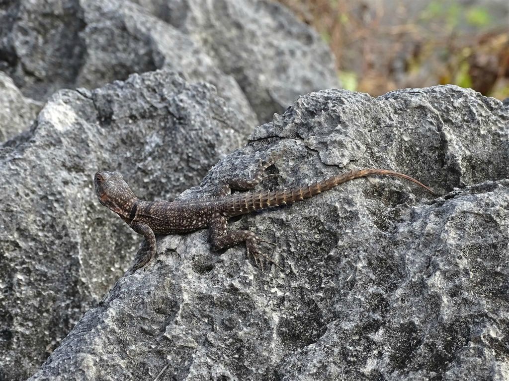 ANKILIMANINTSY (TSINGY DE BEMARAHA NATIONAL PARK) - een Madagaskar-halsbandleguaan