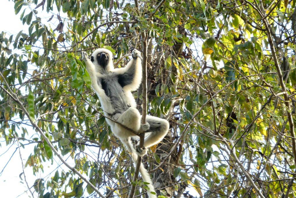 ANKILIMANINTSY (TSINGY DE BEMARAHA NATIONAL PARK) - een von der Deckens sifaka