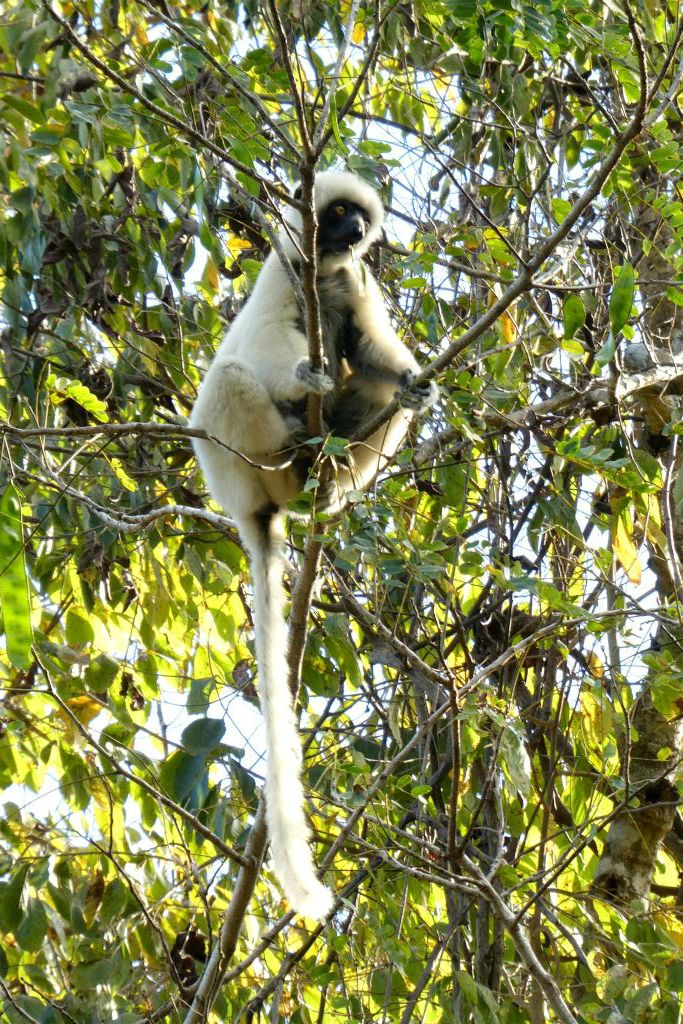 ANKILIMANINTSY (TSINGY DE BEMARAHA NATIONAL PARK) - een von der Deckens sifaka