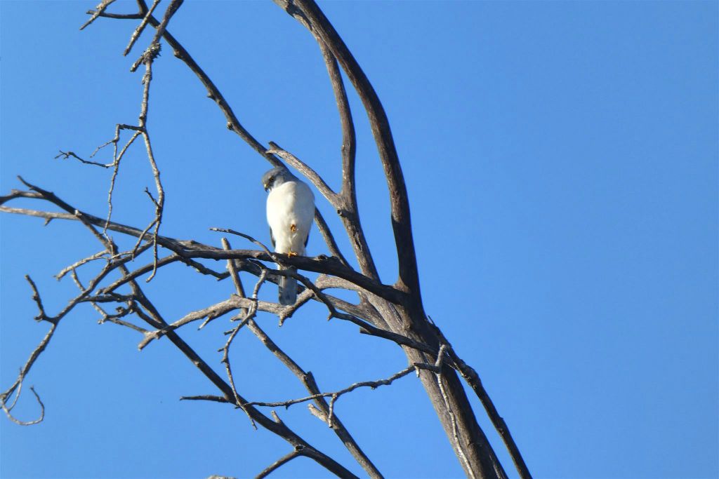 BEKOPAKA -> BELON'I TSIRIBIHINA - een roofvogel