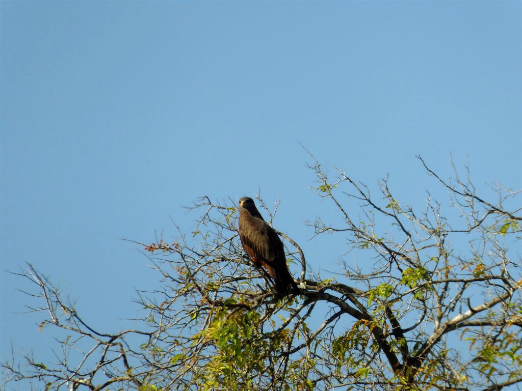BEKOPAKA -> BELON'I TSIRIBIHINA - een roofvogel