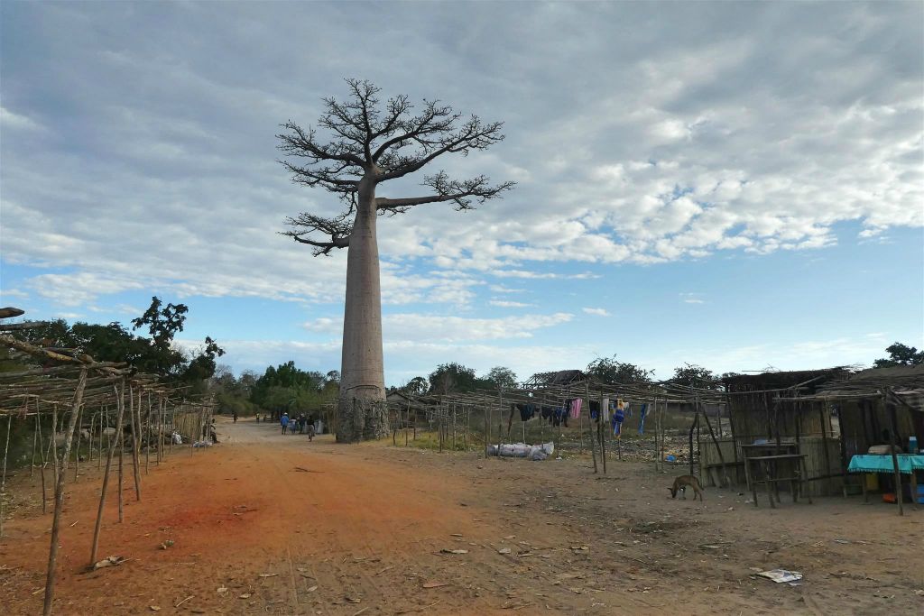 KIRINDY VILLAGE - een baobab boom