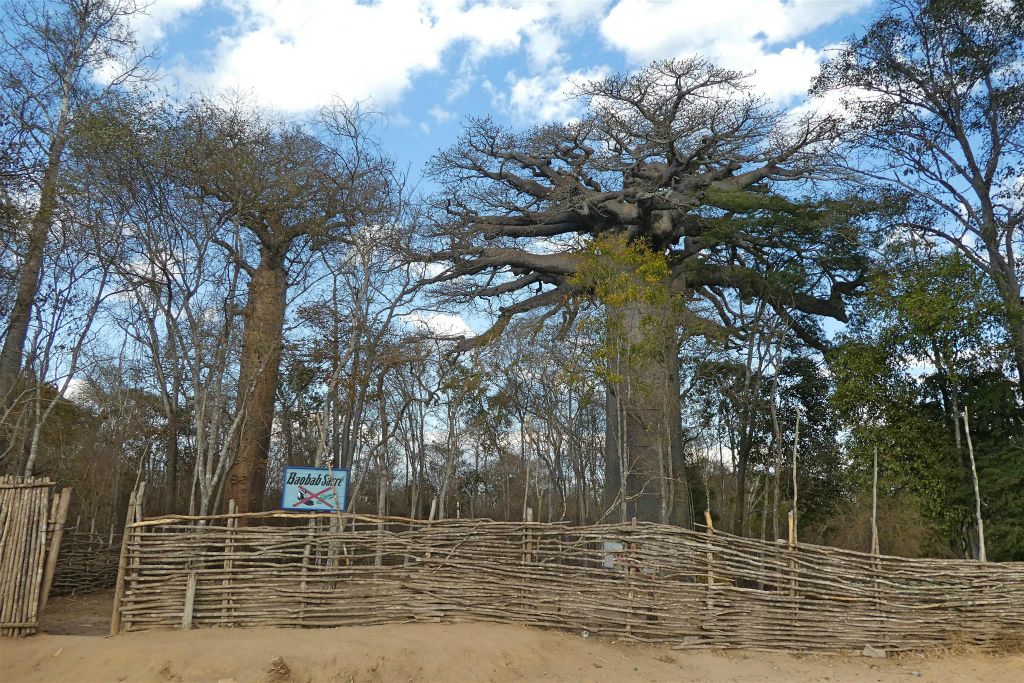 KIRINDY VILLAGE - een heilige baobab boom