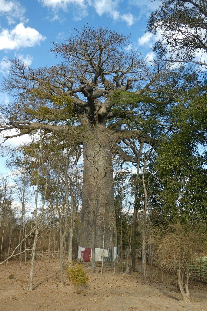 KIRINDY VILLAGE - een heilige baobab boom