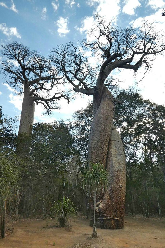 KIRINDY VILLAGE - een baobab boom