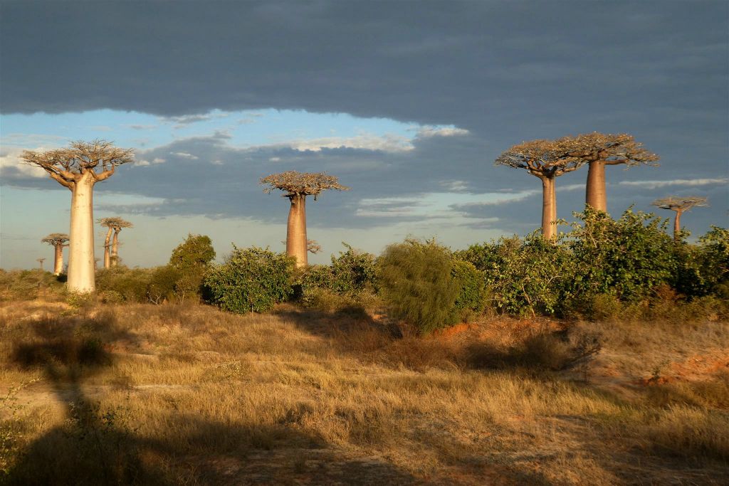 MAROFOTOTRA - enkele baobab bomen