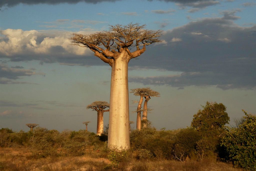 MAROFOTOTRA - enkele baobab bomen