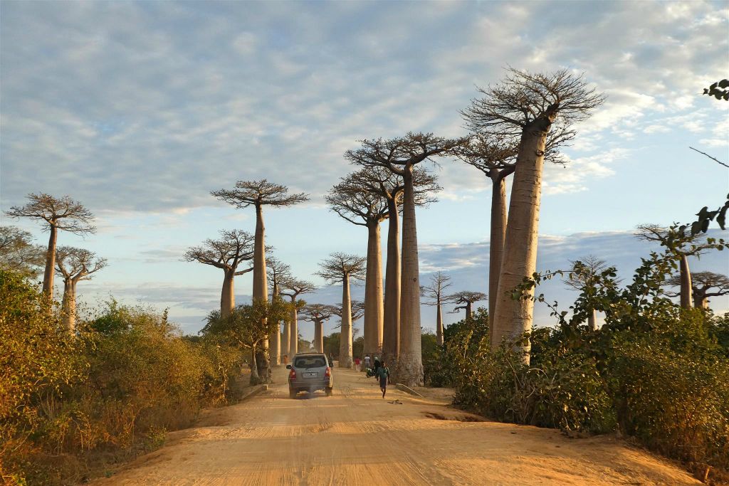 MAROFOTOTRA -  een weg met baobab bomen met de naam 'Allée des baobabs'