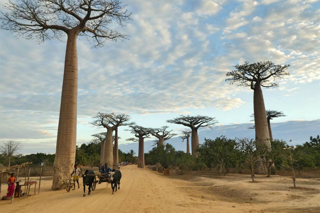 MAROFOTOTRA -  een weg met baobab bomen met de naam 'Allée des baobabs'