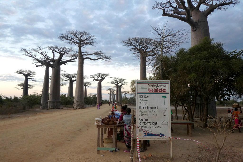 MAROFOTOTRA -   een weg met baobab bomen met de naam 'Allée des baobabs'