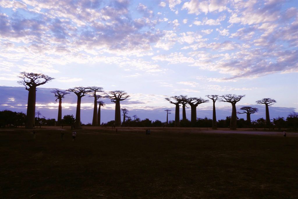 MAROFOTOTRA -   een weg met baobab bomen met de naam 'Allée des baobabs'