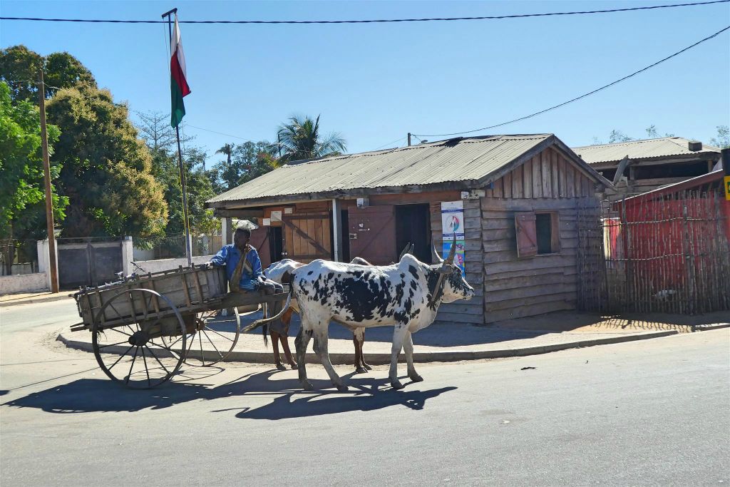 MORONDAVA - een Malagassiër met een zeboe kar