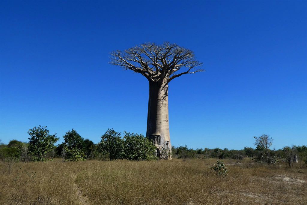 MORONDAVA -> BEFASY - een baobab boom