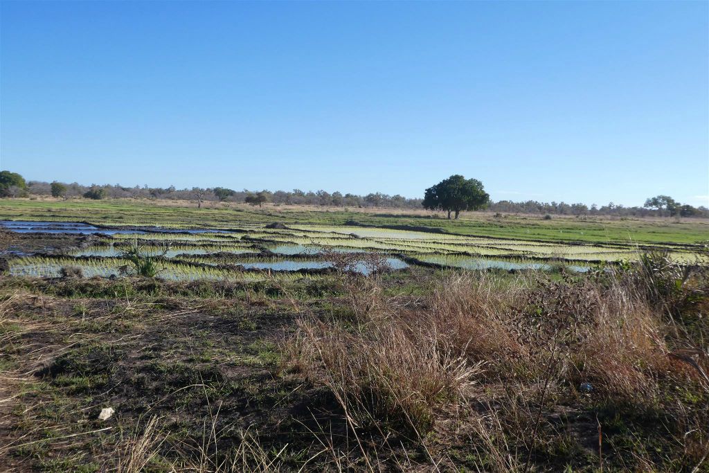 MANJA -> ANKILIABO - het landschap