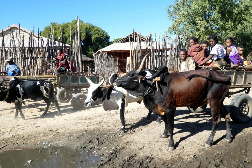 MANJA -> ANKILIABO - enkele Malagassiërs onderweg met zeboe karren