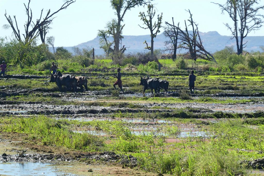 ANKILIABO - enkele Malagassiërs zijn hun land aan het ploegen met zeboes