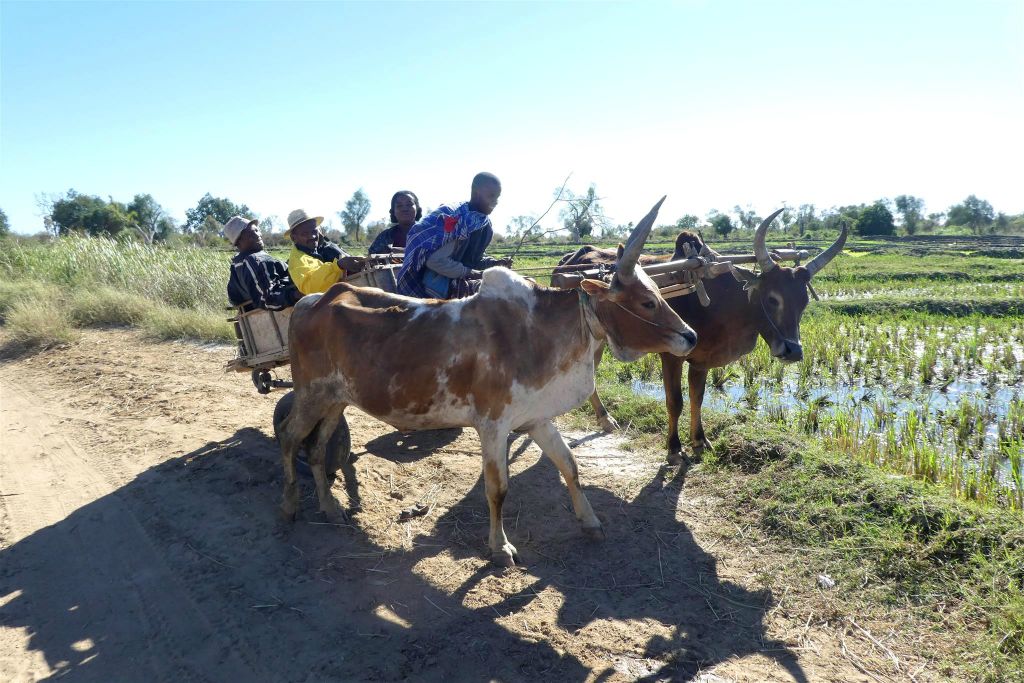 ANKILIABO - enkele Malagassiërs onderweg met een zeboe kar