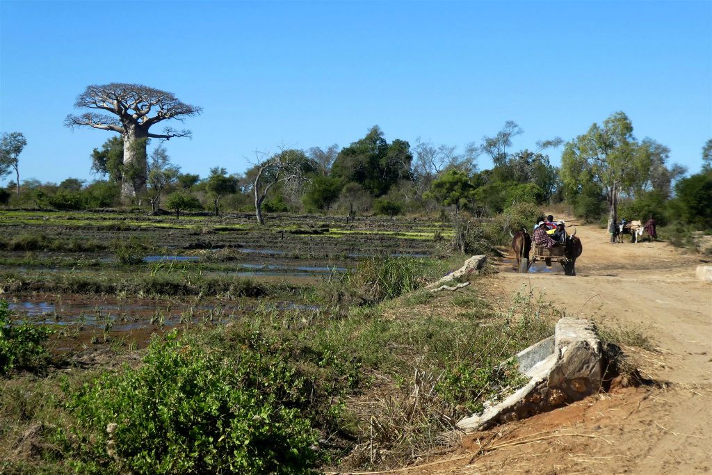 ANKILIABO - het landschap