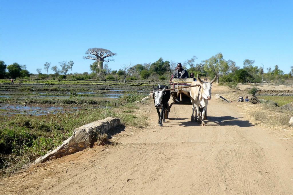 ANKILIABO - enkele Malagassiërs onderweg met een zeboe kar