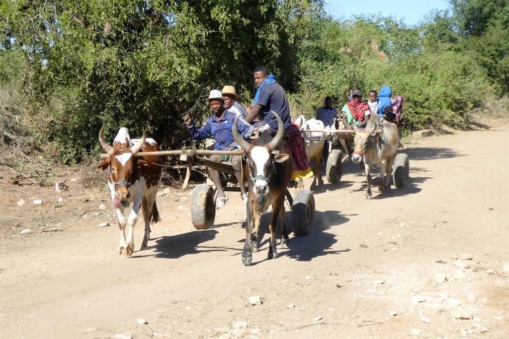 ANKILIABO -> TANAMBAO - enkele Malagassiërs onderweg met zeboe karren