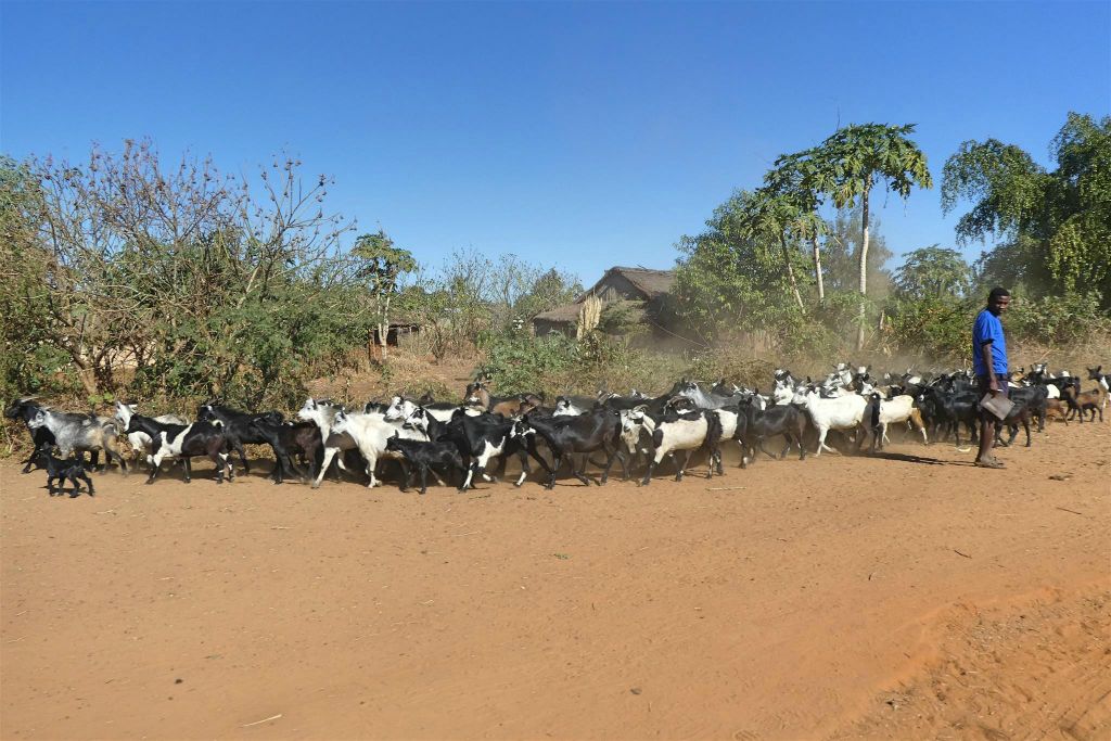BEFANDRIANA SUD -> IFATY - een kudde geiten