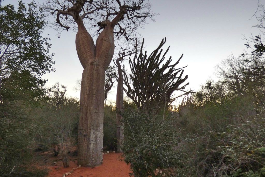 IFATY - de baobab in het spiny forest die Corsage (korset) genoemd wordt
