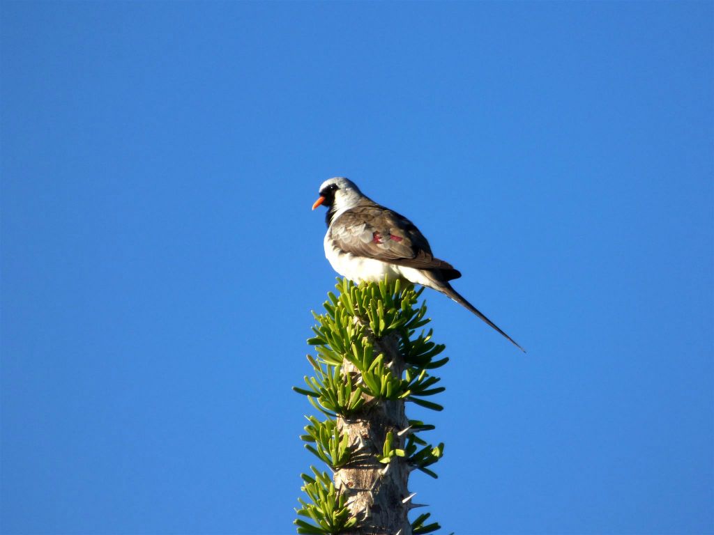 IFATY - een maskerduif in het spiny forest